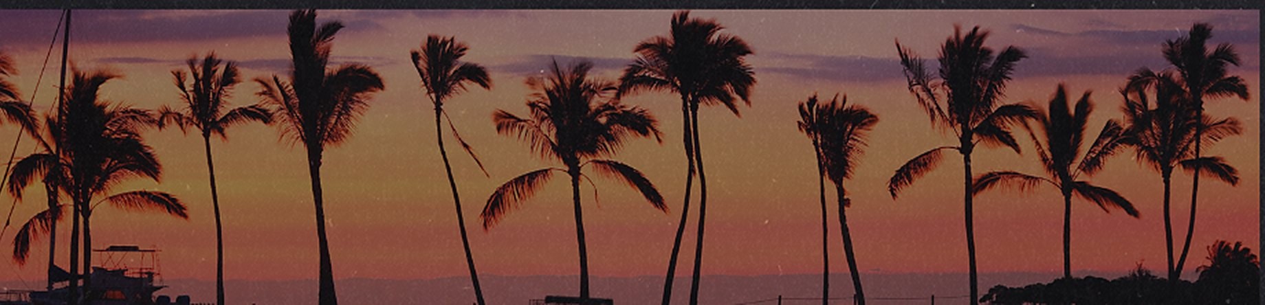 Waikiki palms at sunset